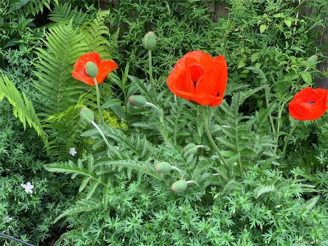 221 Magnolia St, Denver, CO 80220