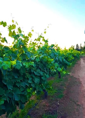 17266 Hillside Dr, Lodi, CA 95240