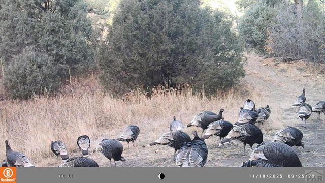 11730 Widow Woman Canyon Rd, Trinidad, CO 81082
