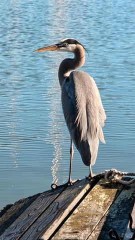 136 Peacock Dr, San Rafael, CA 94901