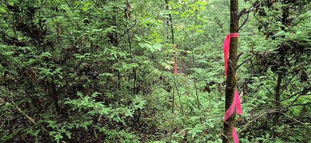 Lot 4 Roaring Forks Lane, Ellijay, GA 30540