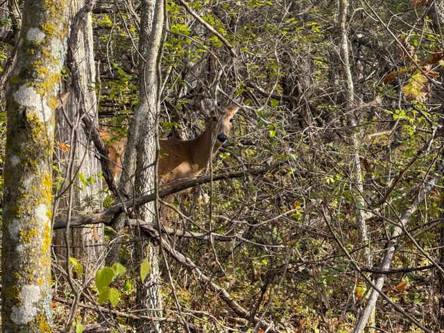 tbd County 26, Houston, MN 55943