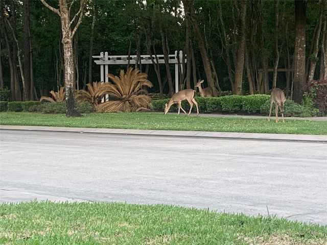 5911 Piney Birch Court, Houston, TX 77345