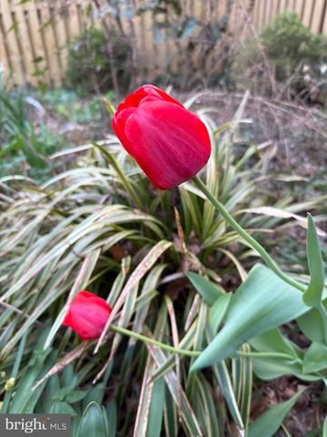 1611 NOYES DR, Silver Spring, MD 20910