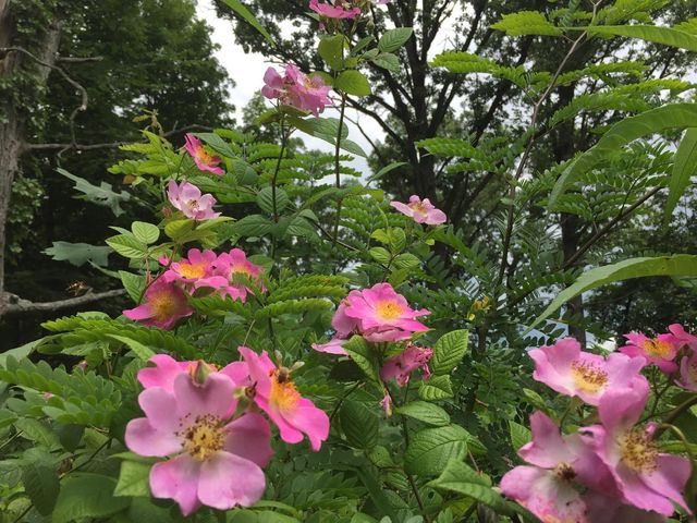 26376 N FARWELL Road, Mettawa, IL 60045