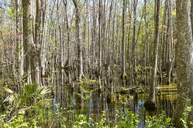 4855 Retriever Road, Wadmalaw Island, SC 29487