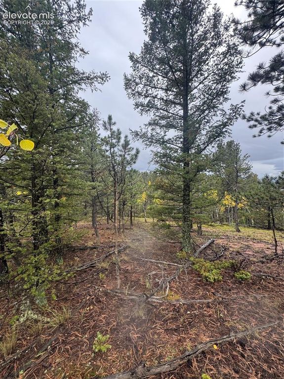 7935 County Road 51, Divide, CO 80814 — photo 2