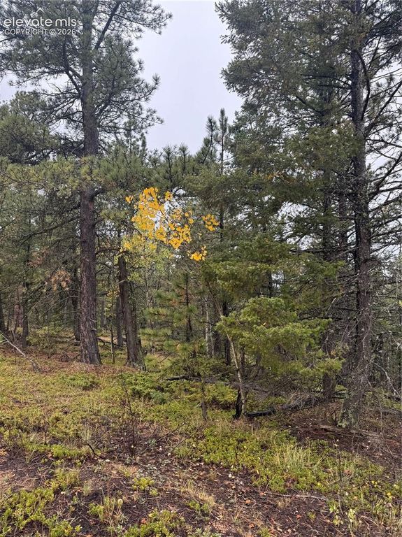 7935 County Road 51, Divide, CO 80814 — photo 3