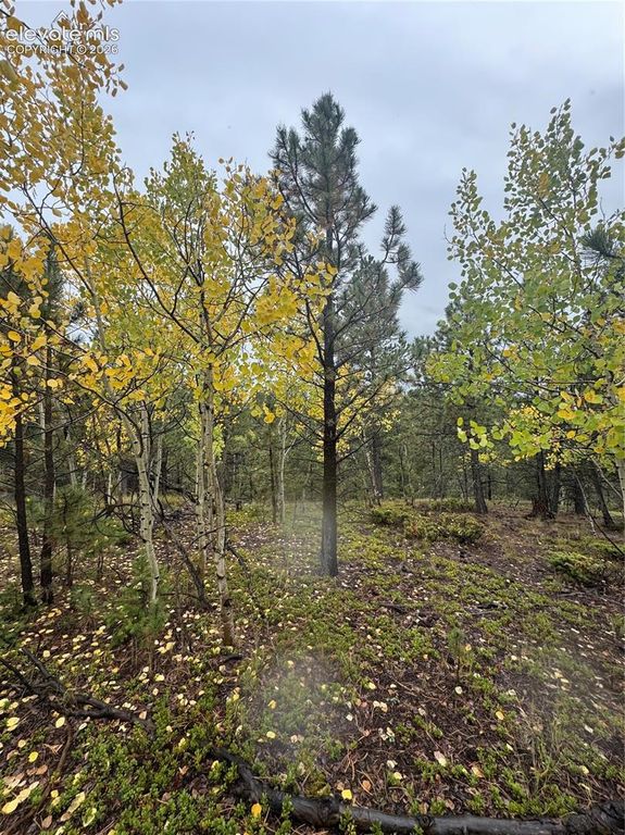 7935 County Road 51, Divide, CO 80814 — photo 4