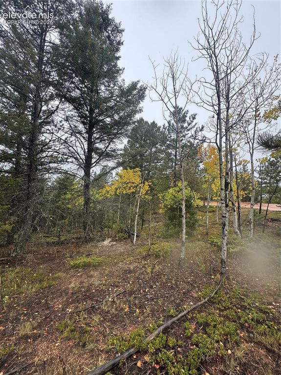 7935 County Road 51, Divide, CO 80814 — photo 5