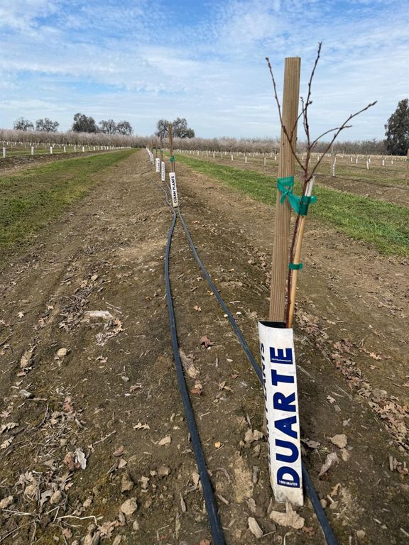 Image 8 of property listing at 0 E Mount Whitney Avenue, Laton, CA 93242