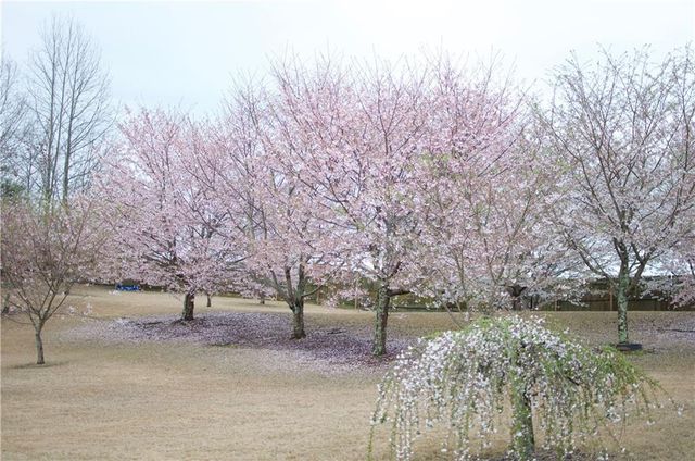 5730 Boulder Ridge Court, Flowery Branch, GA 30542