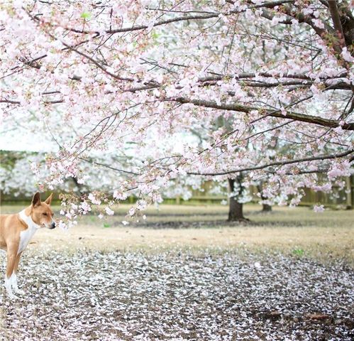 5730 Boulder Ridge Court, Flowery Branch, GA 30542