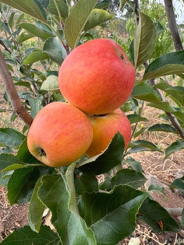 30606 Falling Star Circle, Valley Center, CA 92082