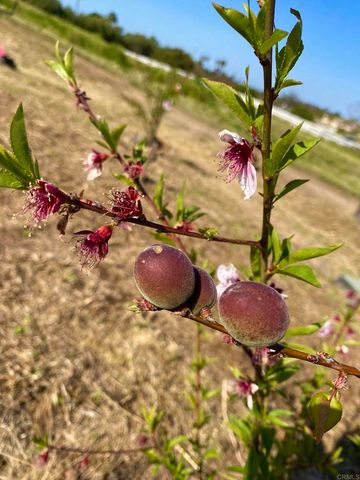 30606 Falling Star Circle, Valley Center, CA 92082