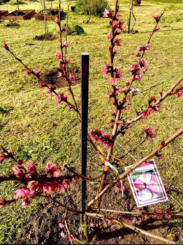 30606 Falling Star Circle, Valley Center, CA 92082