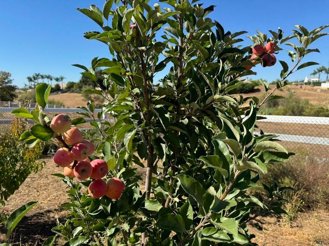 30606 Falling Star Circle, Valley Center, CA 92082