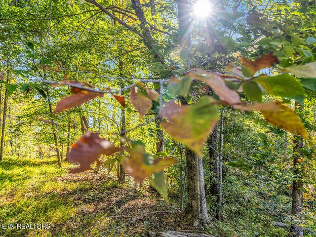 Friendship Hollow Rd, Speedwell, TN 37870