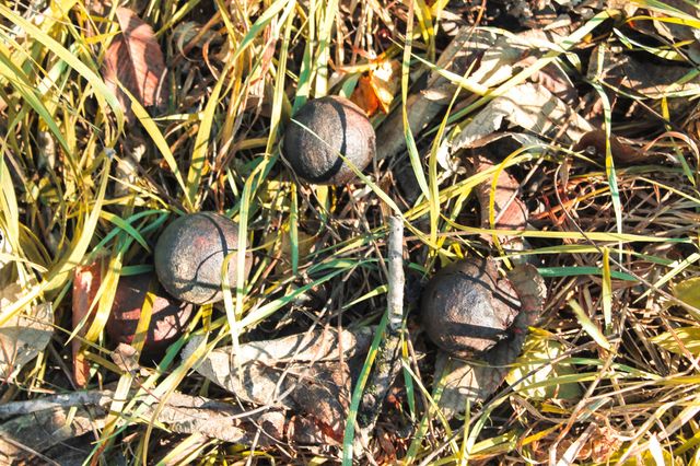 000 365th Street, Truro, IA 50257