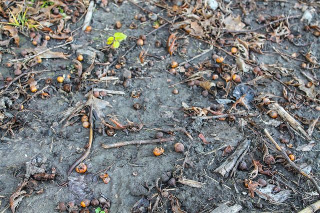 000 365th Street, Truro, IA 50257