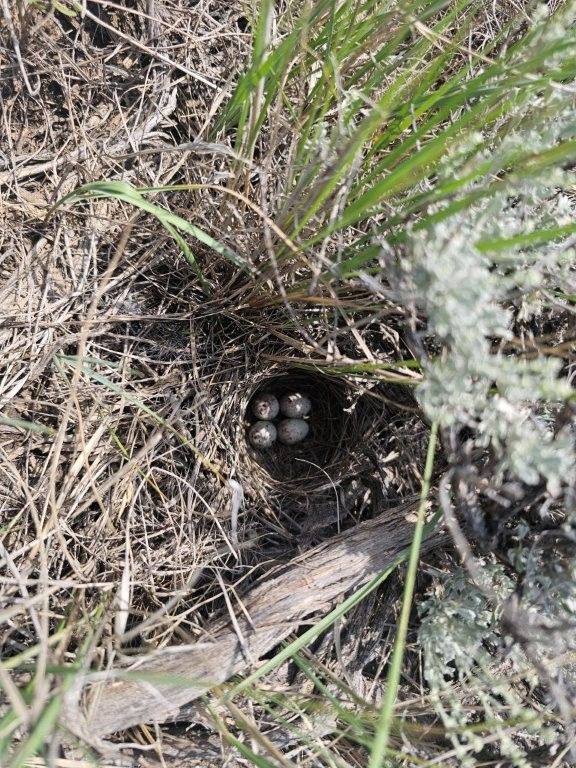 2627 Elk Creek Road, Winnett, MT 59087 photo 12