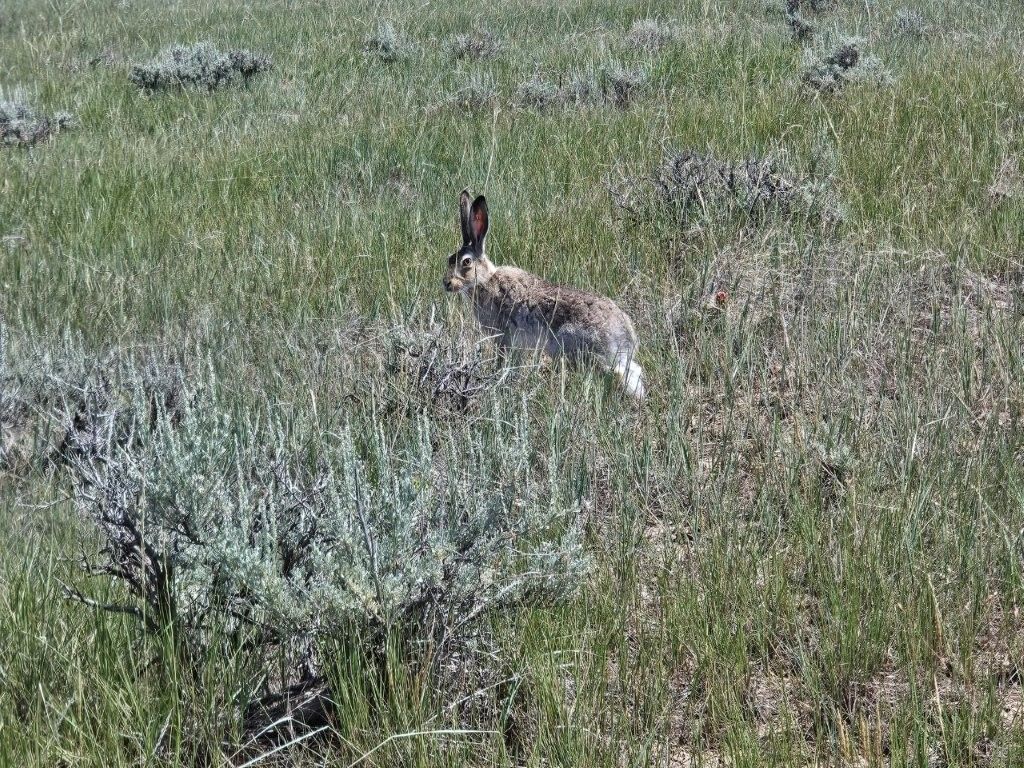 2627 Elk Creek Road, Winnett, MT 59087 photo 4