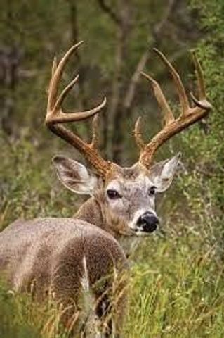 Lot 74 TBD Cavalier Road, Strawn, TX 76475