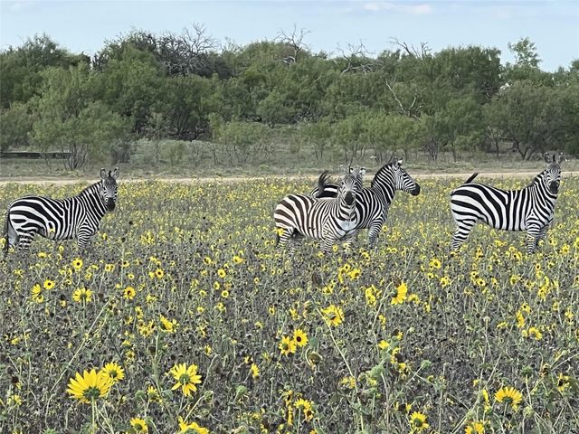 Lot 74 TBD Cavalier Road, Strawn, TX 76475