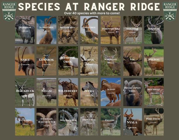 Lot 74 TBD Cavalier Road, Strawn, TX 76475