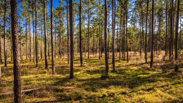 TBD Rolling Pines Drive, Livingston, TX 77351