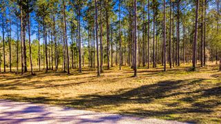 TBD Rolling Pines Drive, Livingston, TX 77351