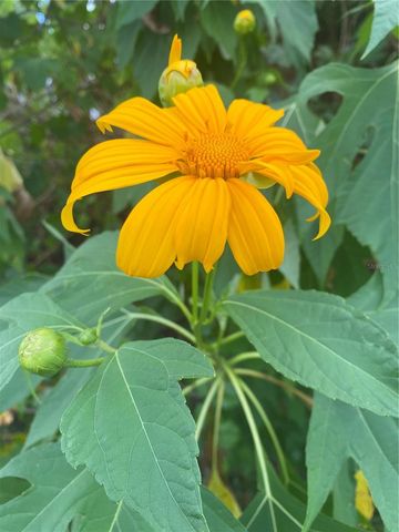 1735 LORALIN DRIVE, Englewood, FL 34223