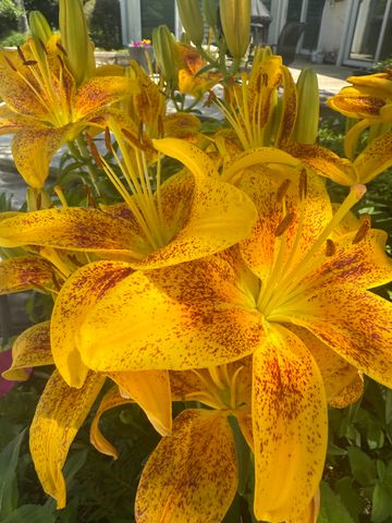 2705 Bentley Road, Highland Park, IL 60035