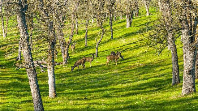 5358 Hwy 12, Wallace, CA 95254