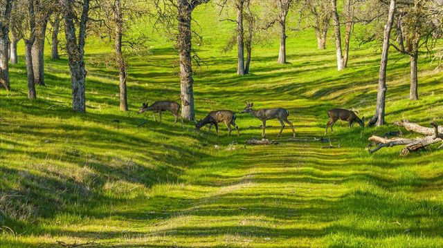 5358 Hwy 12, Wallace, CA 95254