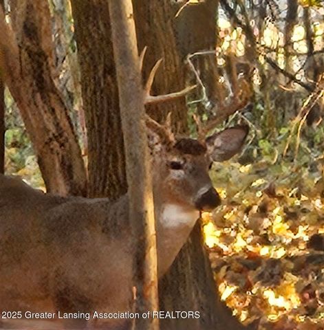 138 Canterbury Drive, Charlotte, MI 48813