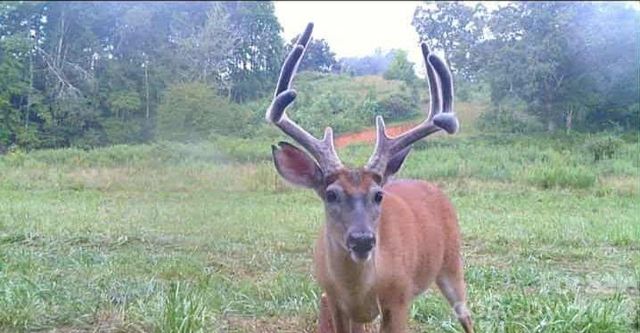 000 Cook Lane 24.87 Acres, Mills River, NC 28759