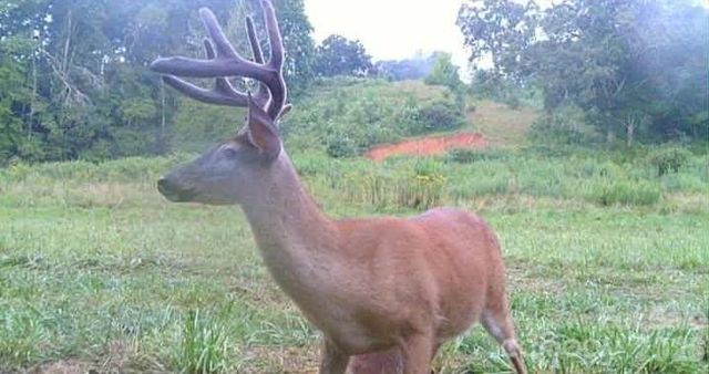 000 Cook Lane 24.87 Acres, Mills River, NC 28759