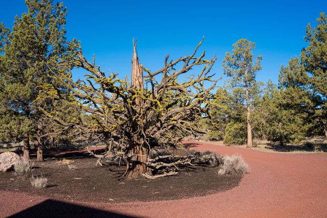 3342 SW 73rd Street, Redmond, OR 97756