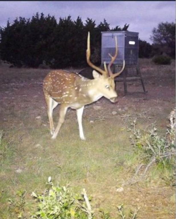 Image 10 of property listing at 3420 NE County Rd 2596, Sonora, TX 76950