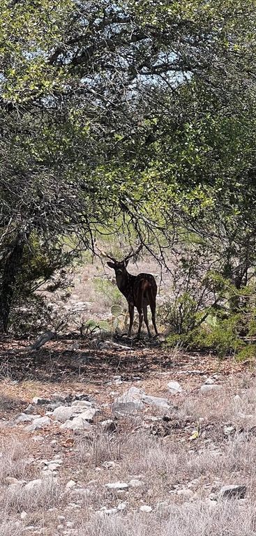 Image 11 of property listing at 3420 NE County Rd 2596, Sonora, TX 76950