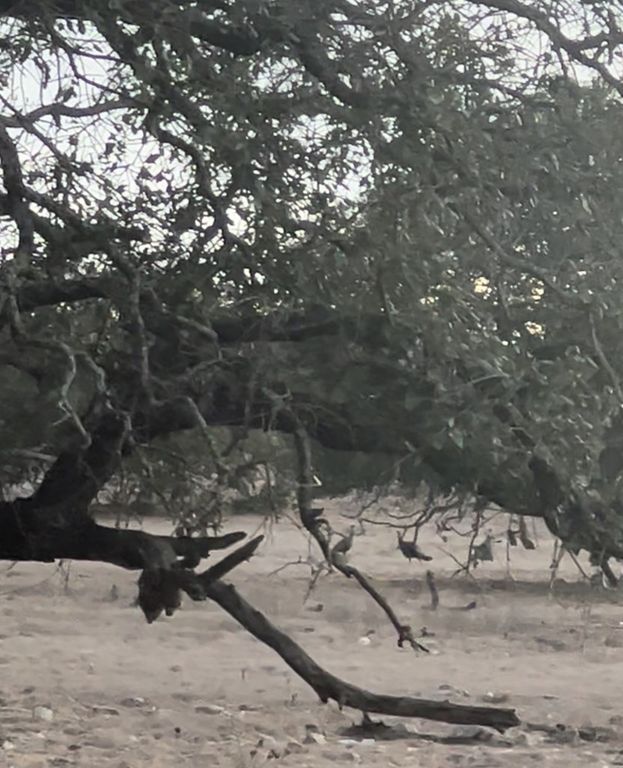 Image 12 of property listing at 3420 NE County Rd 2596, Sonora, TX 76950