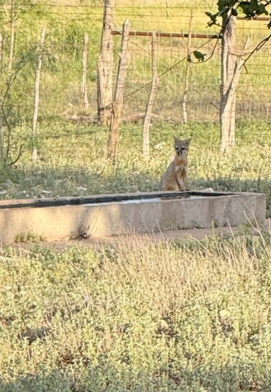 Image 22 of property listing at 3420 NE County Rd 2596, Sonora, TX 76950