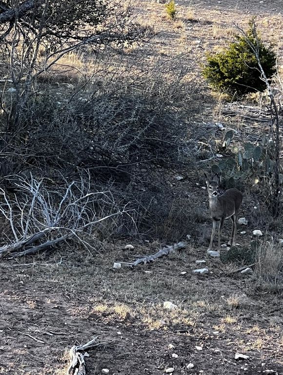 Image 5 of property listing at 3420 NE County Rd 2596, Sonora, TX 76950