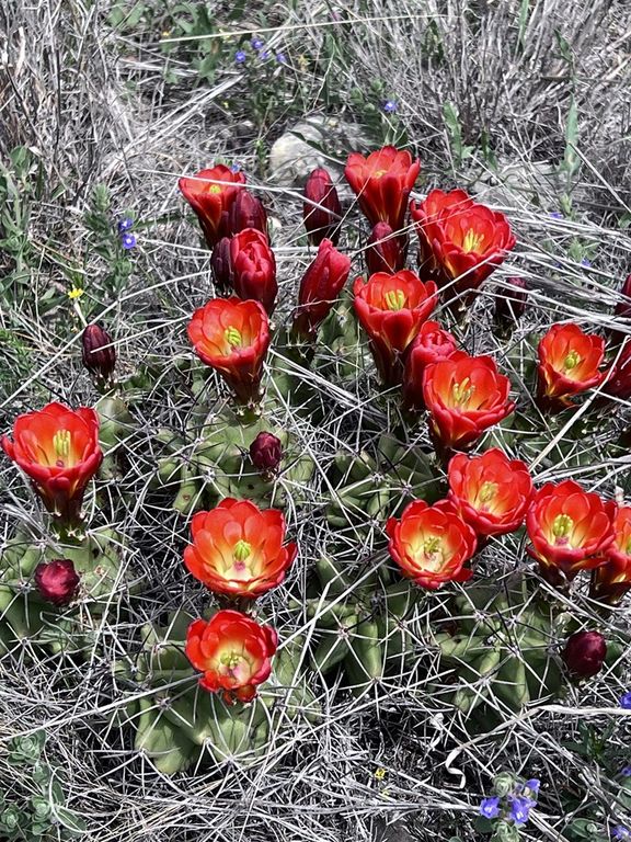 Image 51 of property listing at 3420 NE County Rd 2596, Sonora, TX 76950