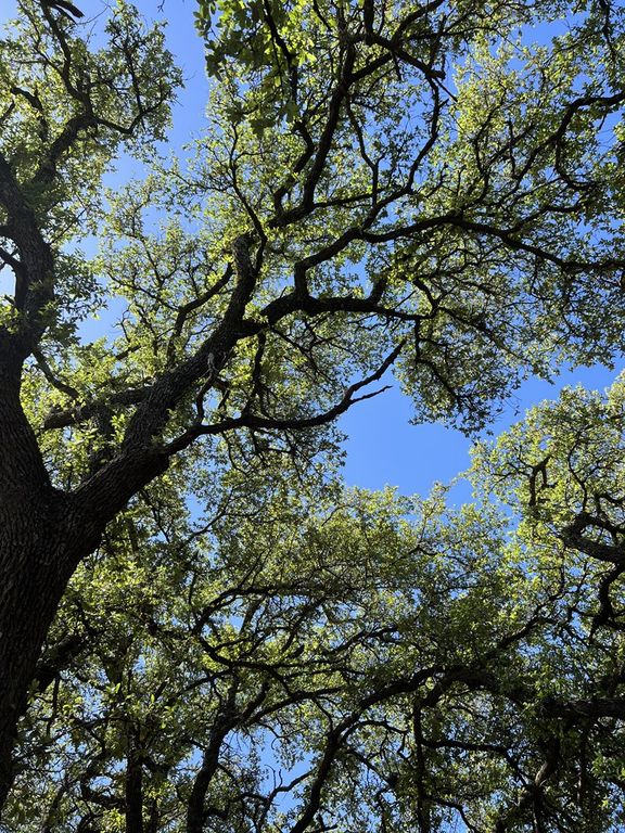 Image 53 of property listing at 3420 NE County Rd 2596, Sonora, TX 76950