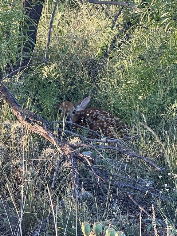 Image 6 of property listing at 3420 NE County Rd 2596, Sonora, TX 76950