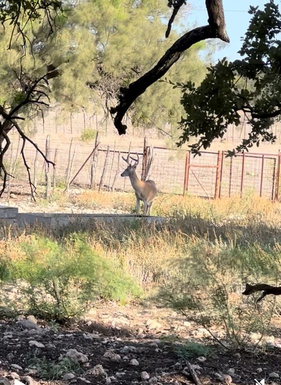 Image 8 of property listing at 3420 NE County Rd 2596, Sonora, TX 76950