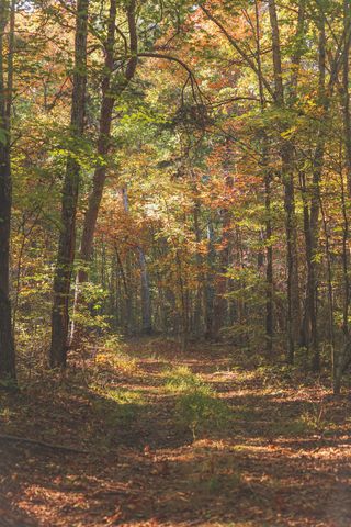 1047 Nelson Harrison, Evensville, TN 37332