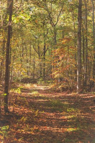 1047 Nelson Harrison, Evensville, TN 37332